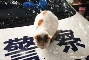 成都流浪猫吃瓜,揭秘城市角落里的温馨瞬间