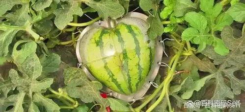 吃瓜就爱吃瓜,揭秘瓜界美食盛宴