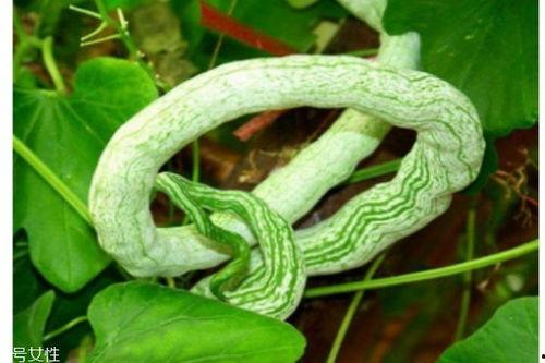 孕妇吃蛇瓜,蛇瓜的营养价值与食用指南