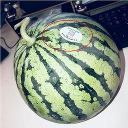 网红吃瓜好吗,揭秘网络热点背后的真相与娱乐