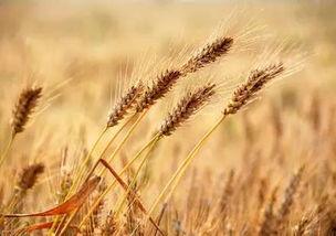 湖北襄阳芒种今日头条,农忙正当时，丰收在望