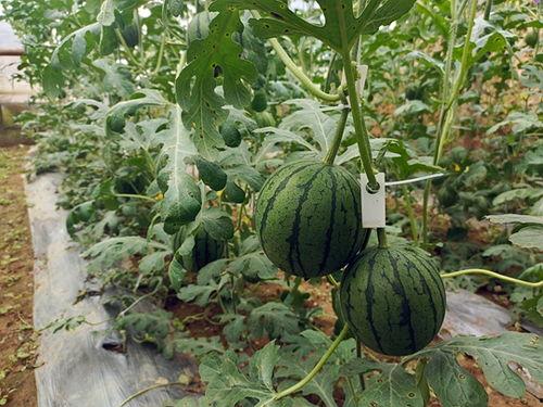 吃瓜小菡,揭秘娱乐圈幕后故事