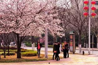 鹤壁网红樱花墙在哪