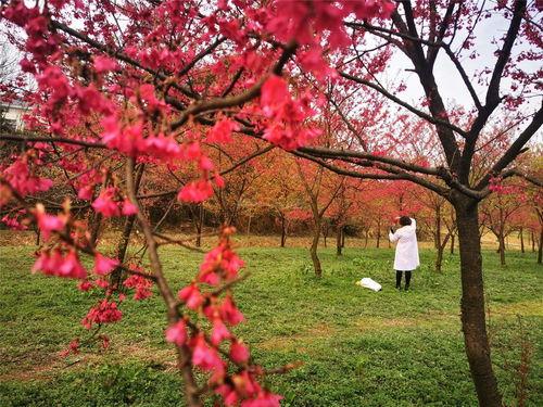 望城有枯树网红的地方,枯树下的独特魅力